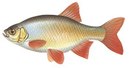 Красная Талка - иконка «рыбалка» в Геленджике